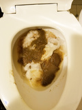 Clogged toilets
