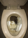 Abandoned toilet poo