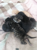 五只小猫猫