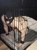 Caged slave - album 2