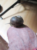 A snail on my dick