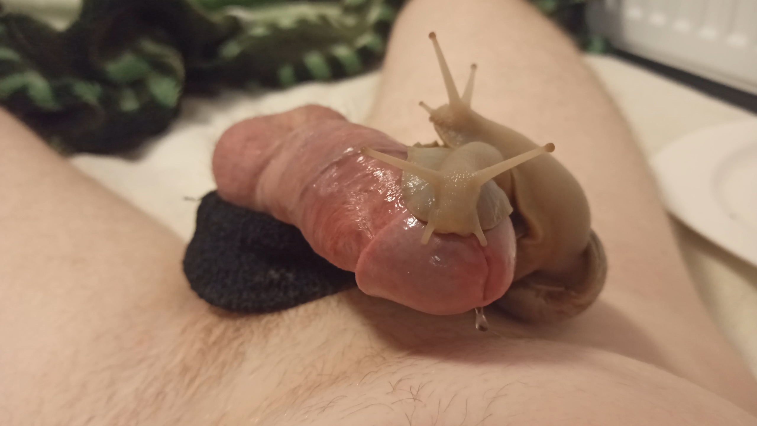 Ruined hands free orgasm with 2 giant snails on my cock