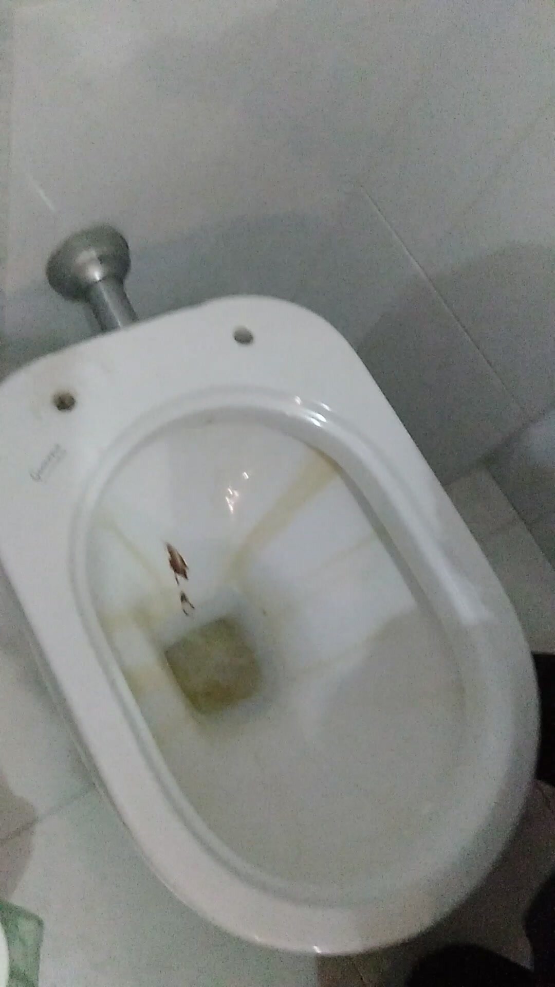 taste girfriend shit in the toilet bowl