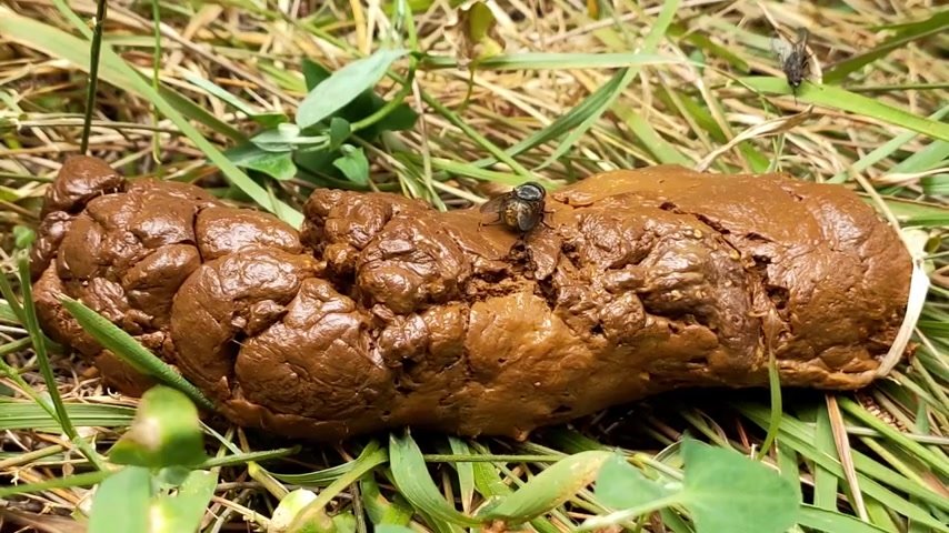 A male poo in the woods..
