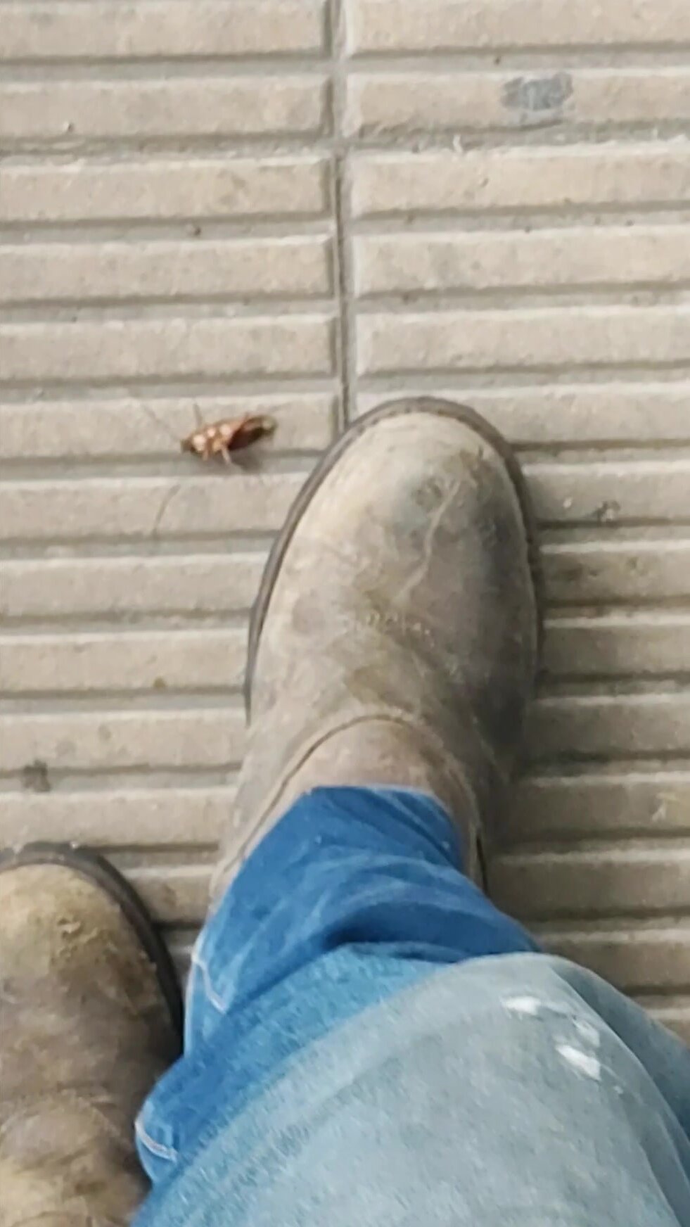 Cockroach under my Ariat work boots