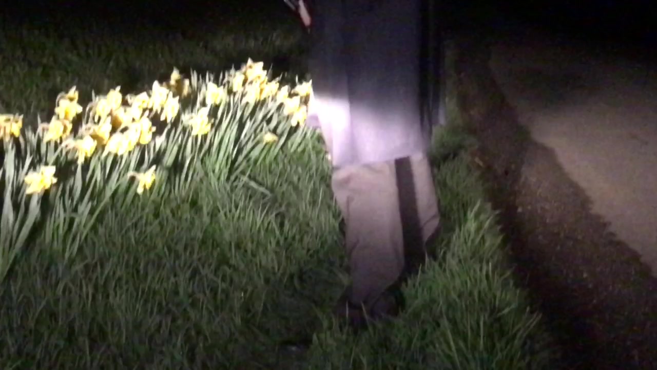 Watering the daffodils
