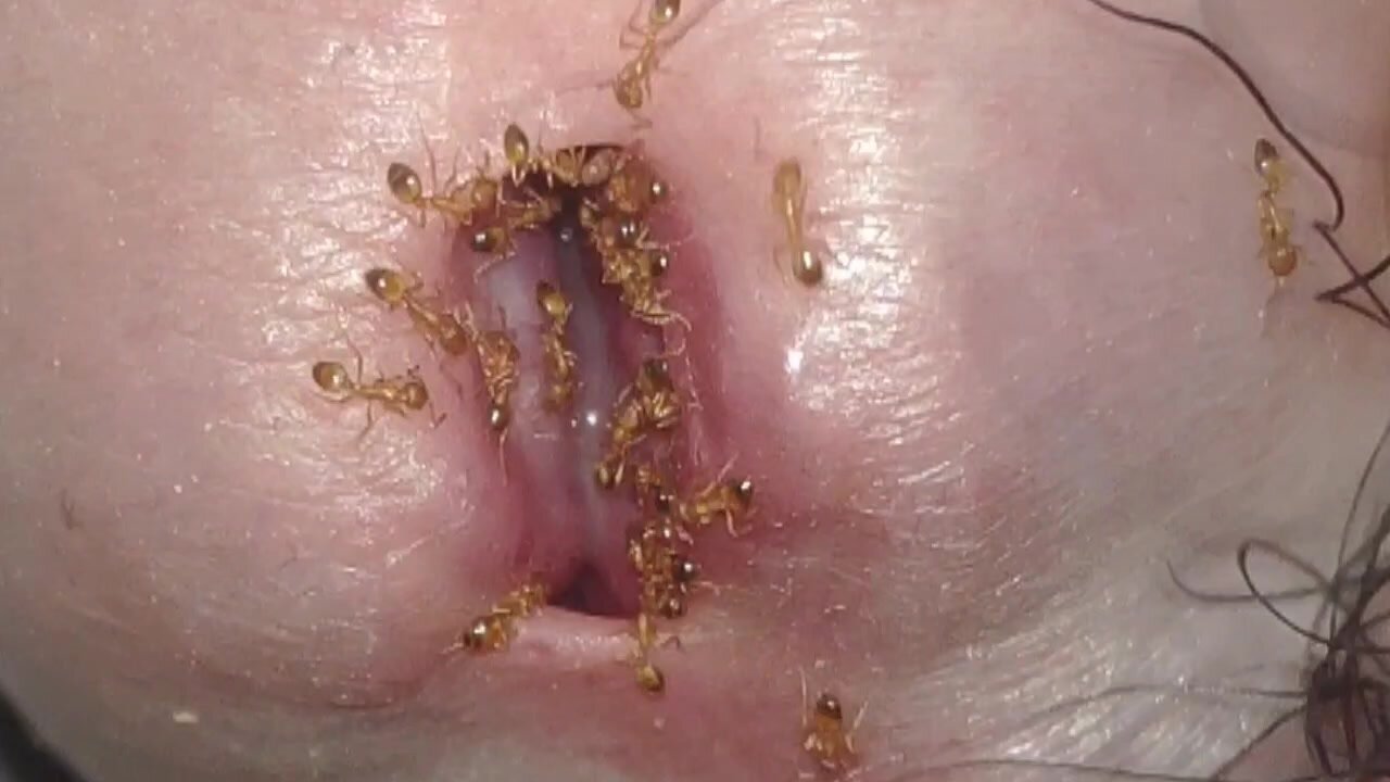feed ants with my cock bite dick