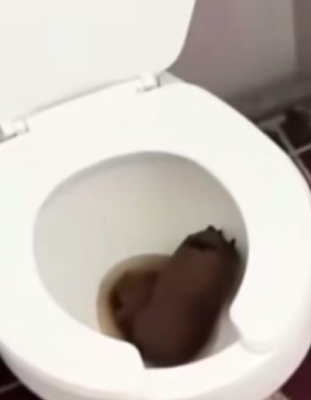 Monster public toilet orphan reveal
