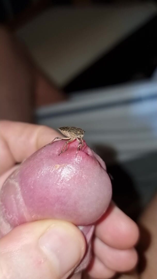 Bug sucking my precum
