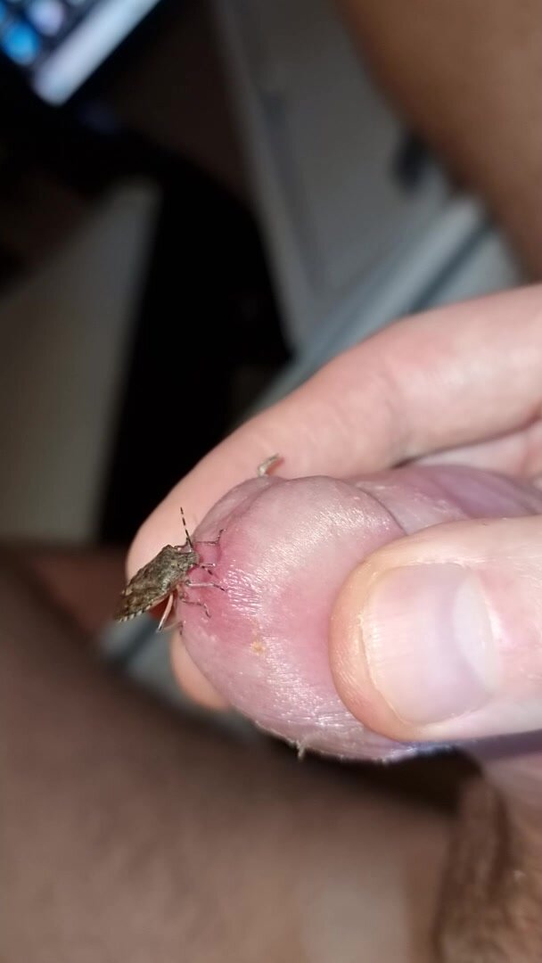 Bug sucking my precum 2