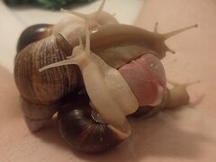 Huge snails dominate and milk my cock completely