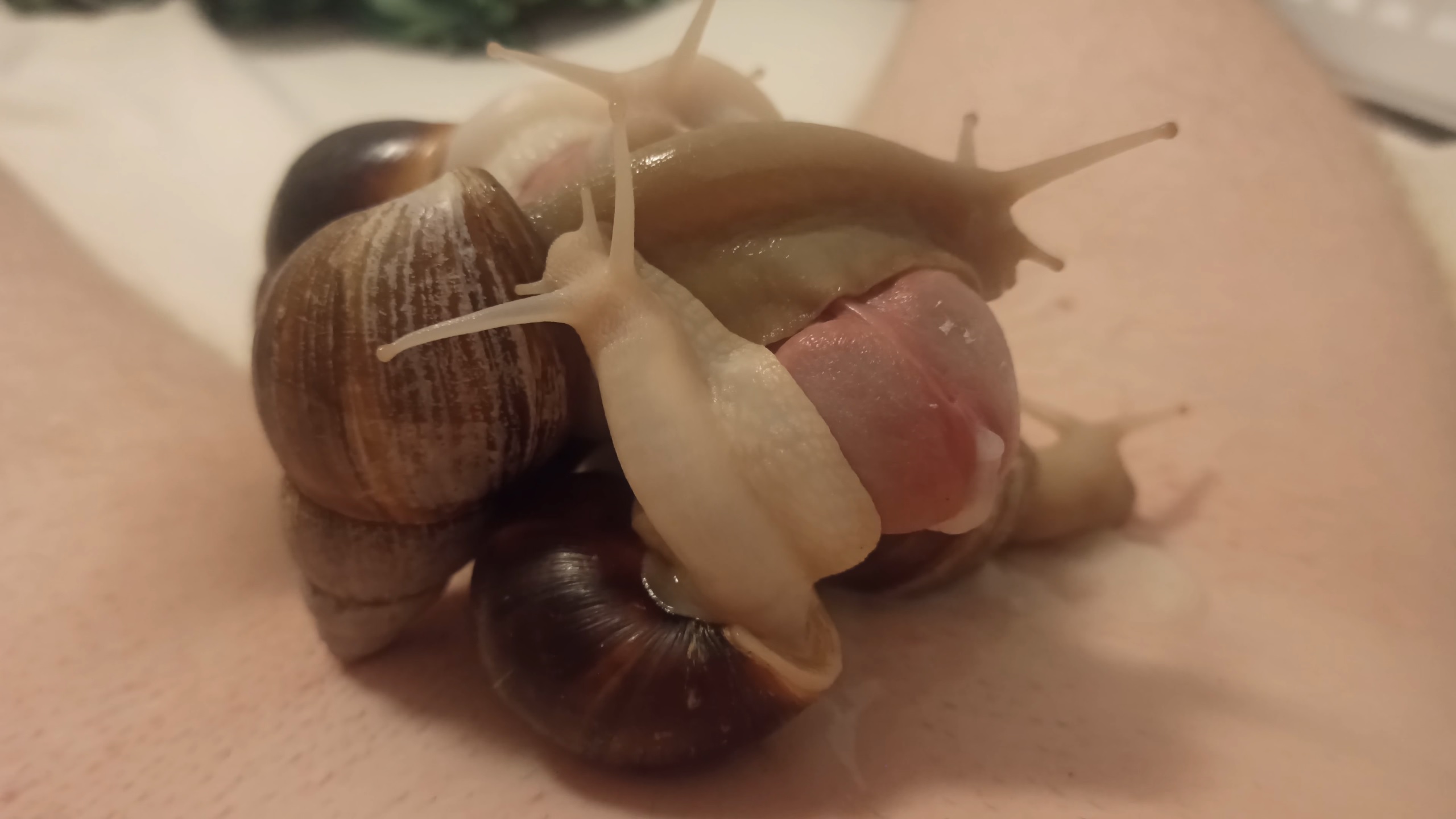 Huge snails dominate and milk my cock completely