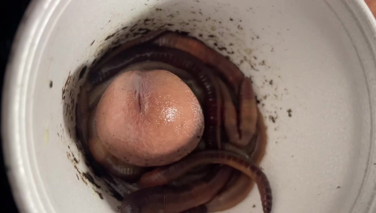 WORMS SQUIRMING ON MY COCK