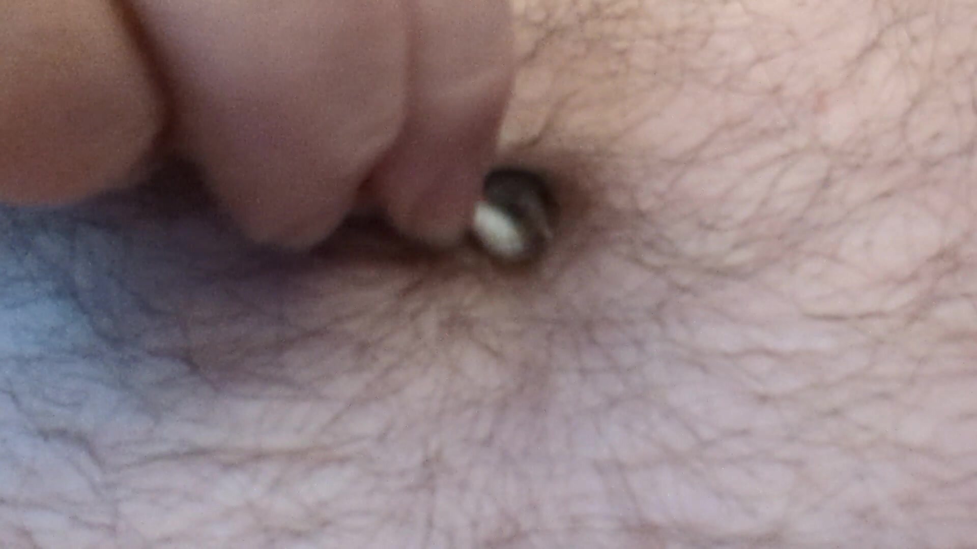 Chubby Bear Plays with Lint in his Belly Button Navel