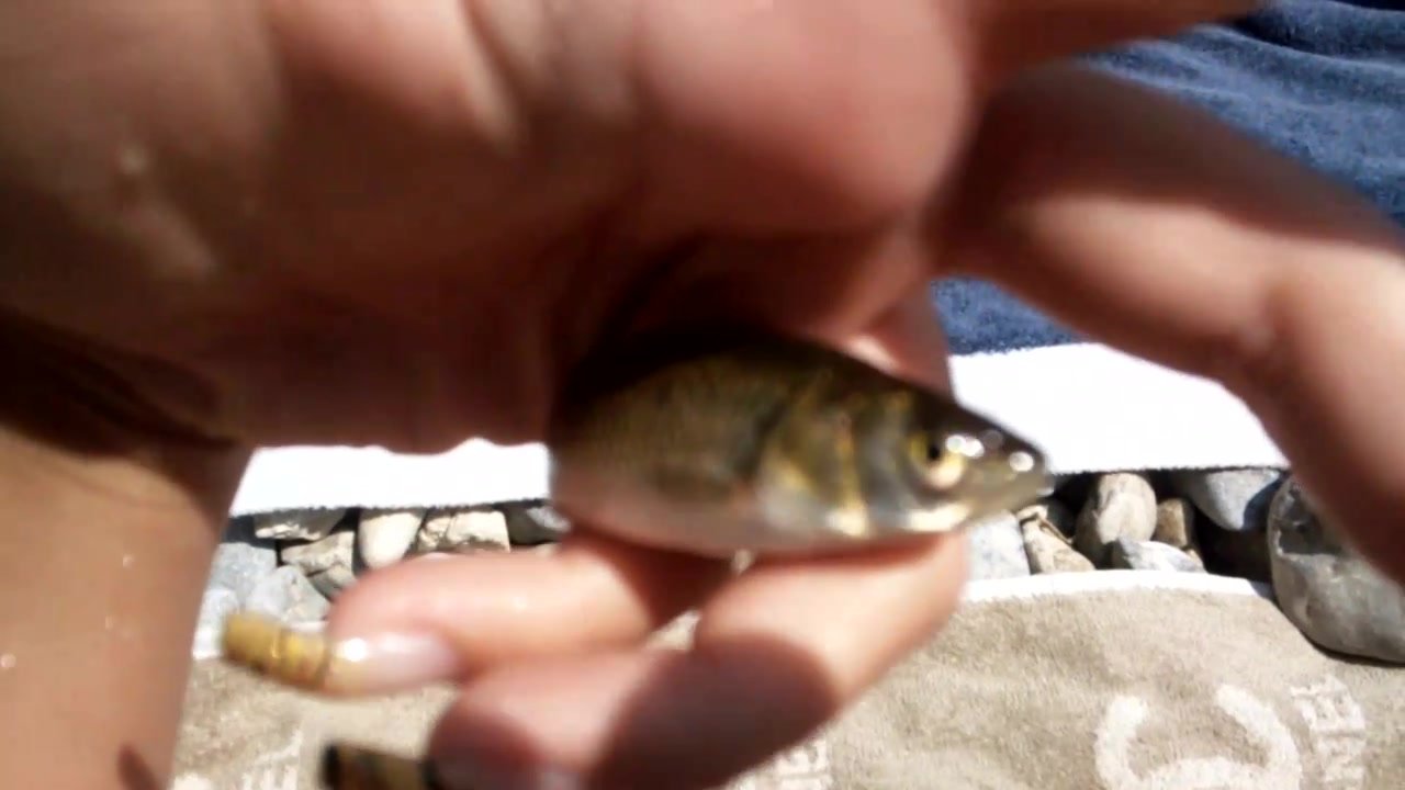 Lucky fish