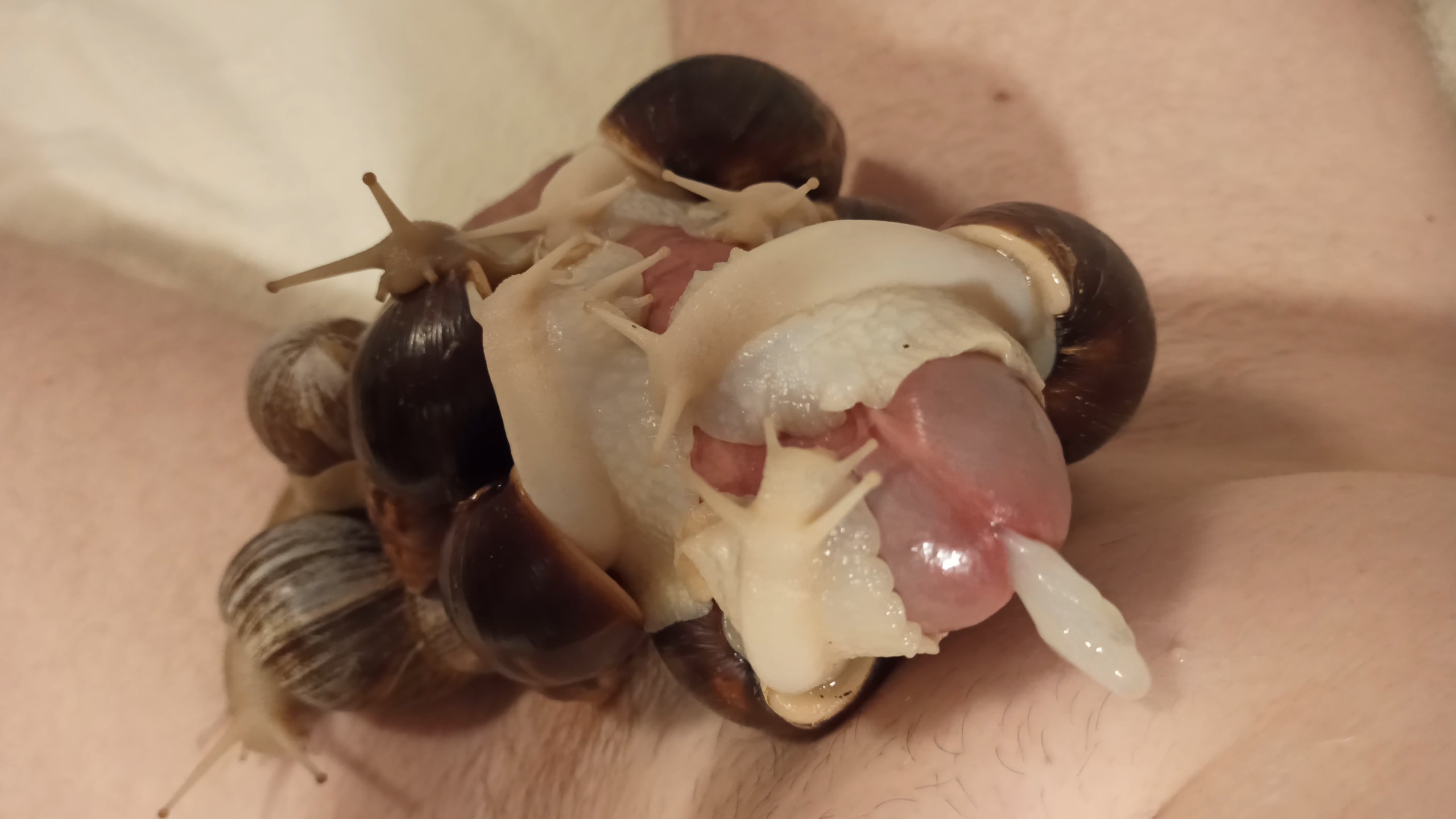 Snails dominate my cock and slowly make me cum