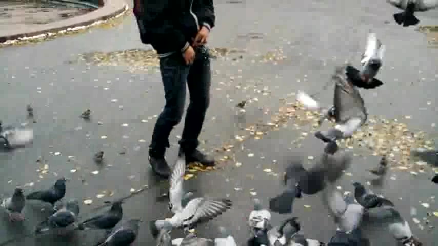 boy pissing on pigeons