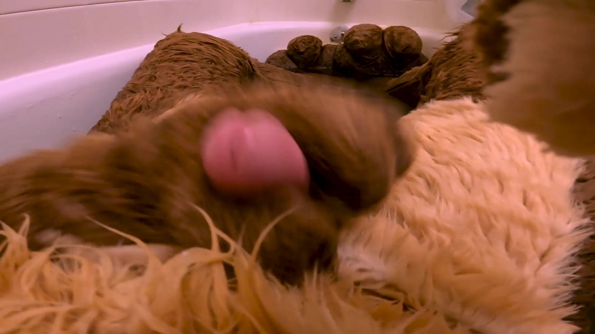 Horny Otter Cums On Himself In The Bath