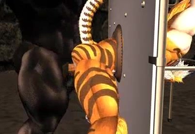 BDSM Tiger Vs Bull