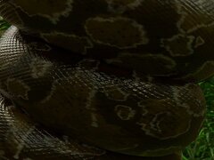 Snake vore - video 24