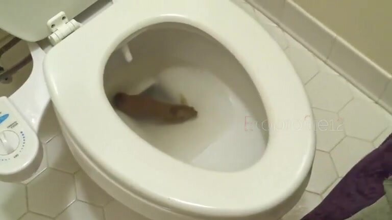 Big poo stuck in the toilet..