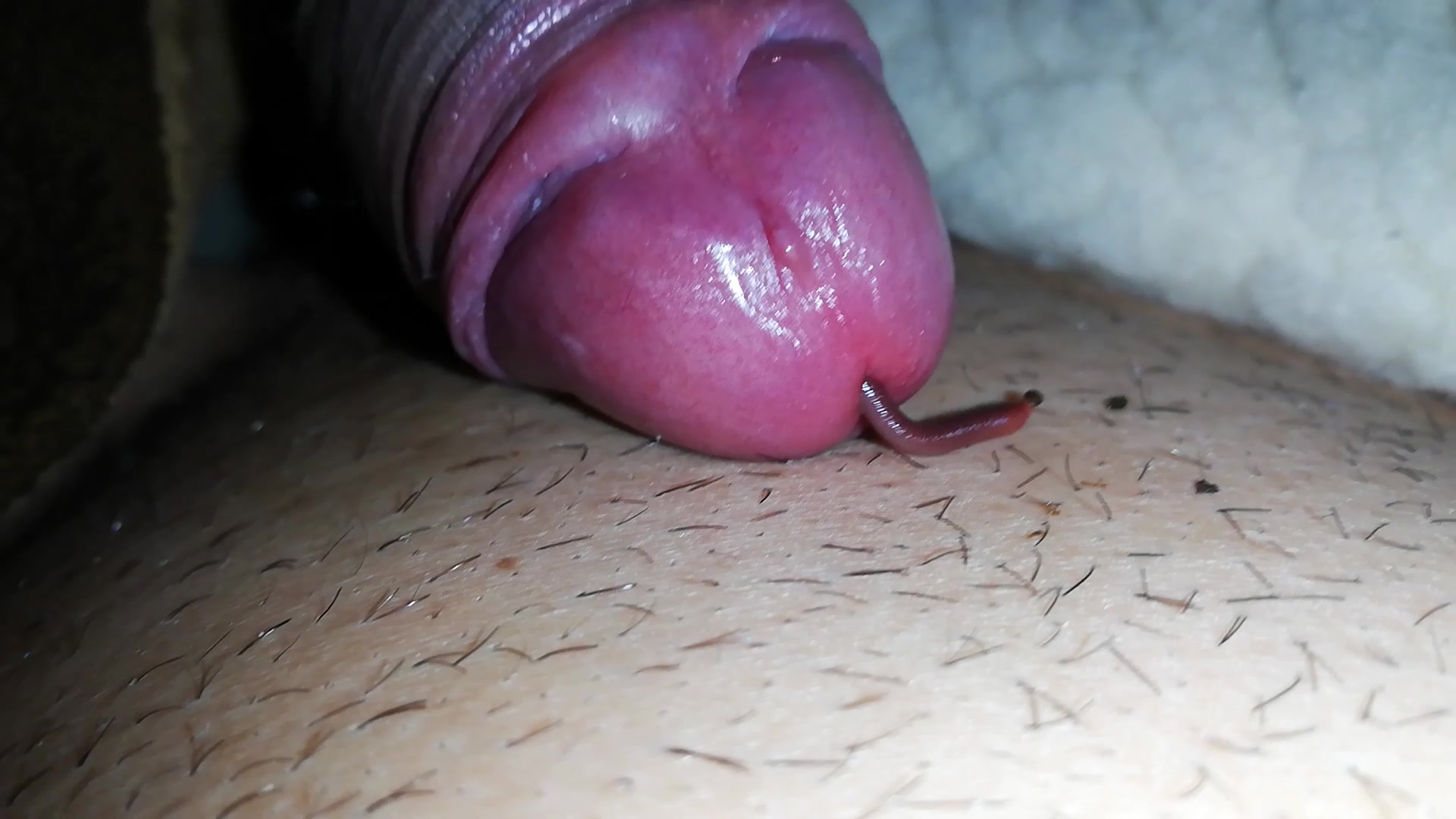 worm in cock - video 2 first time