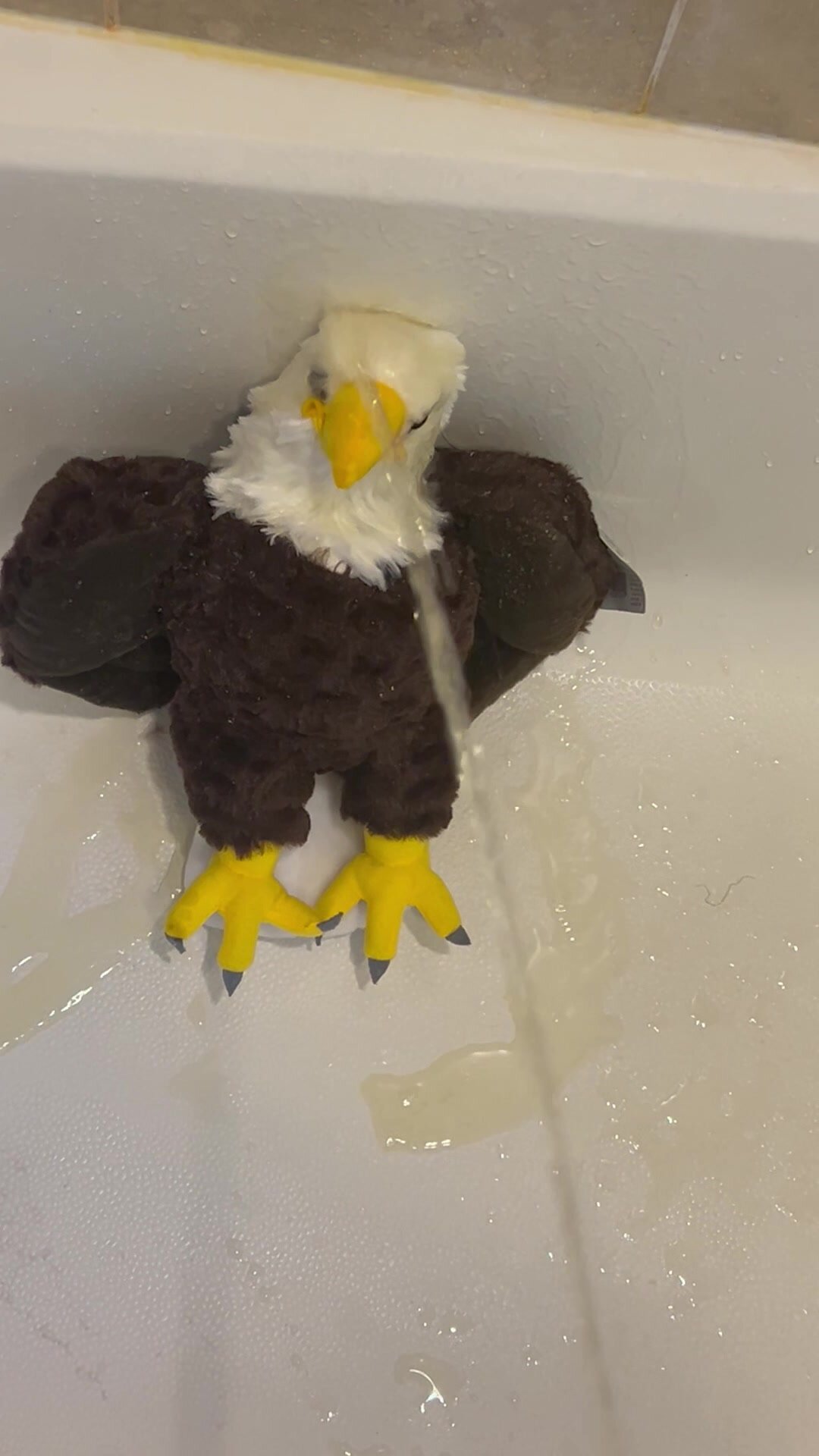 Giving An Eagle a Golden Bath