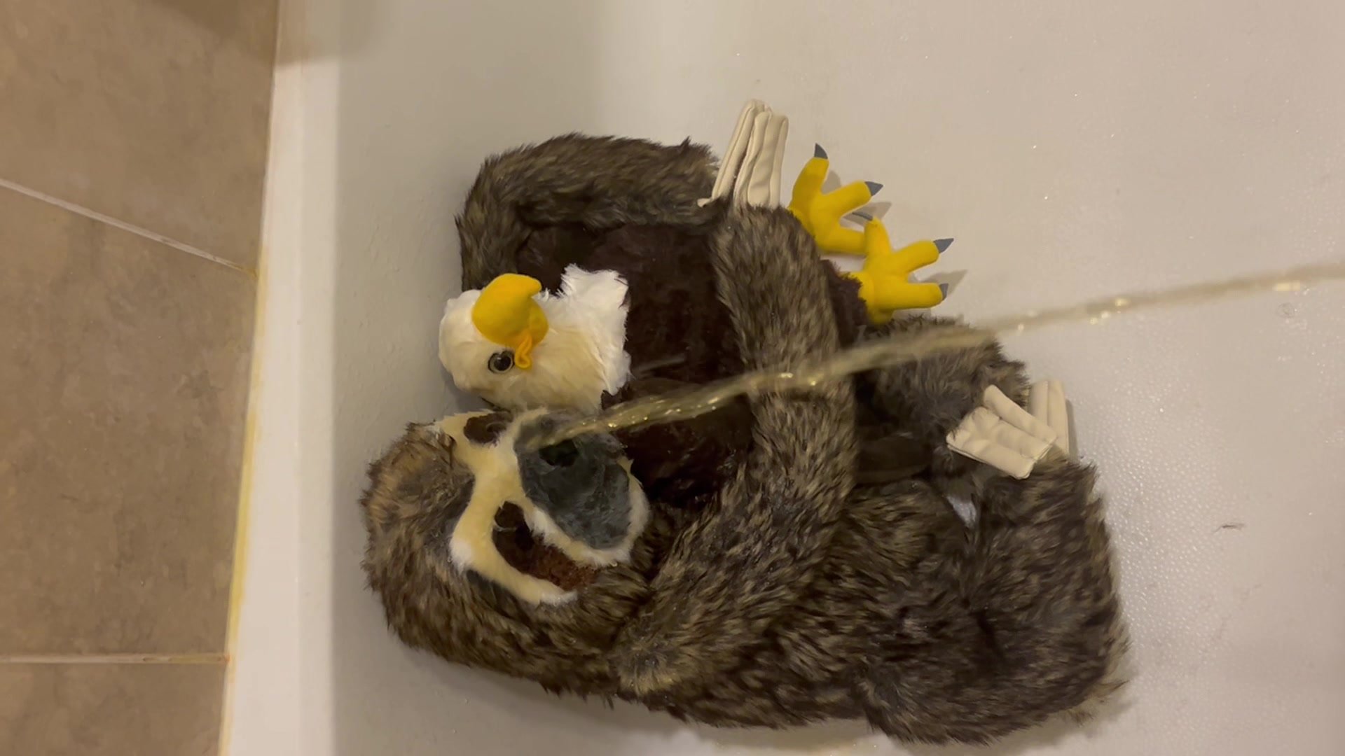 A Sloth and His Eagle Friend Get A Warm Face Message!