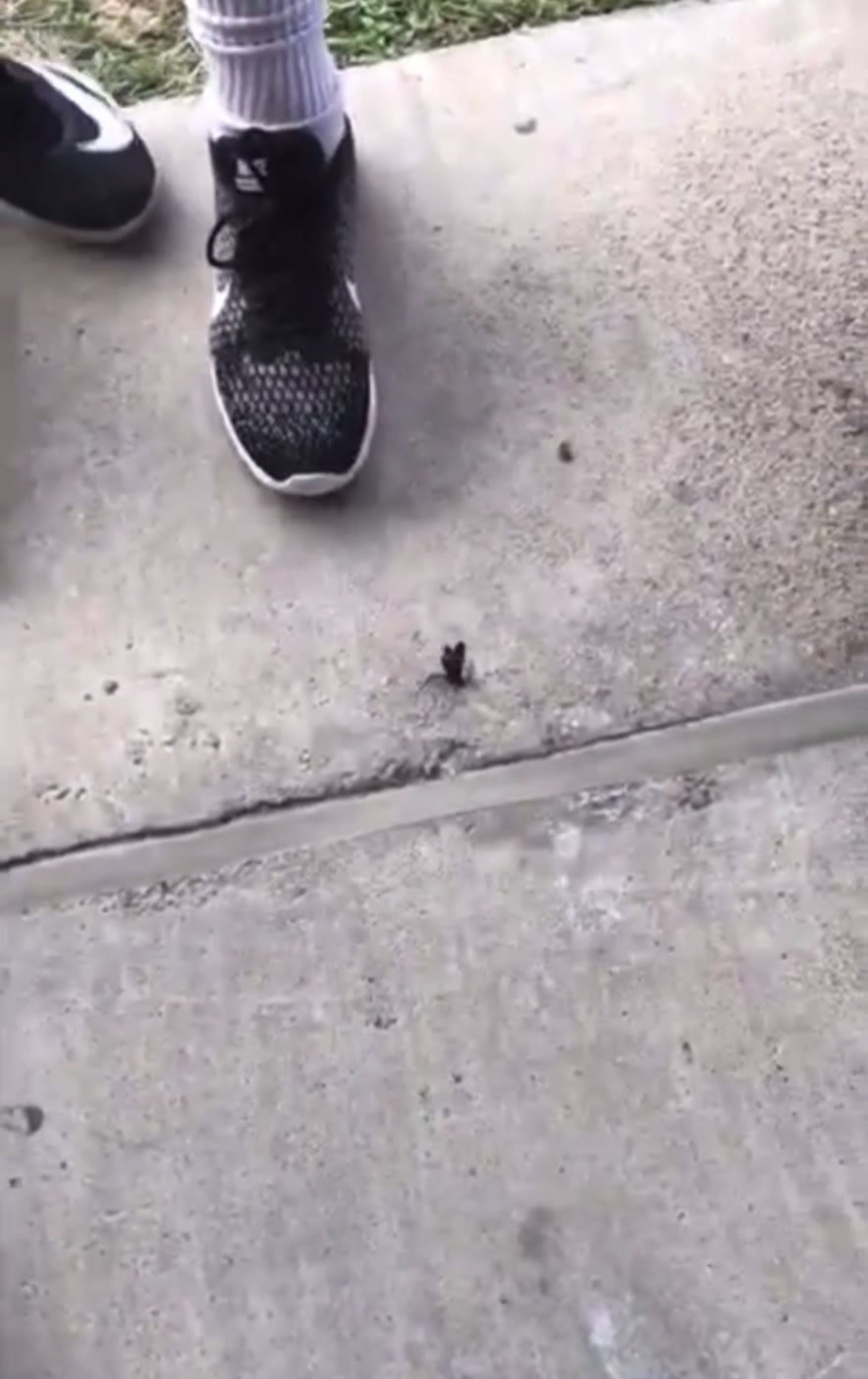 Boy crushes wasp into the ground!