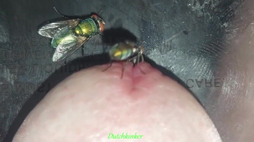Green flies sucking peehole juices..