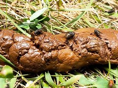 A poo in the woods with some flies..