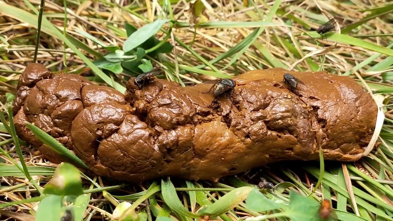 A poo in the woods with some flies..