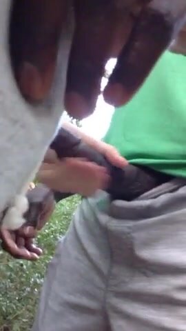 Bj Swallow