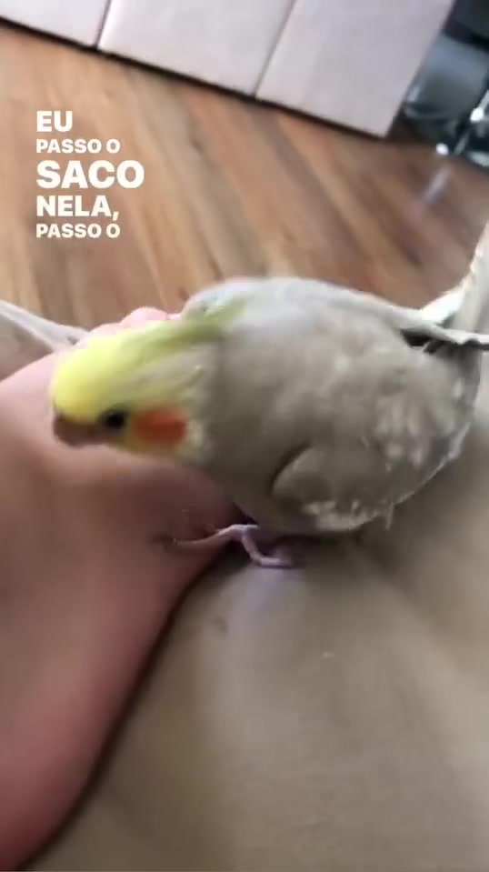 Cock bitchues