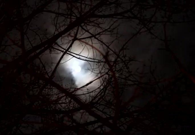 Moon in the woods..