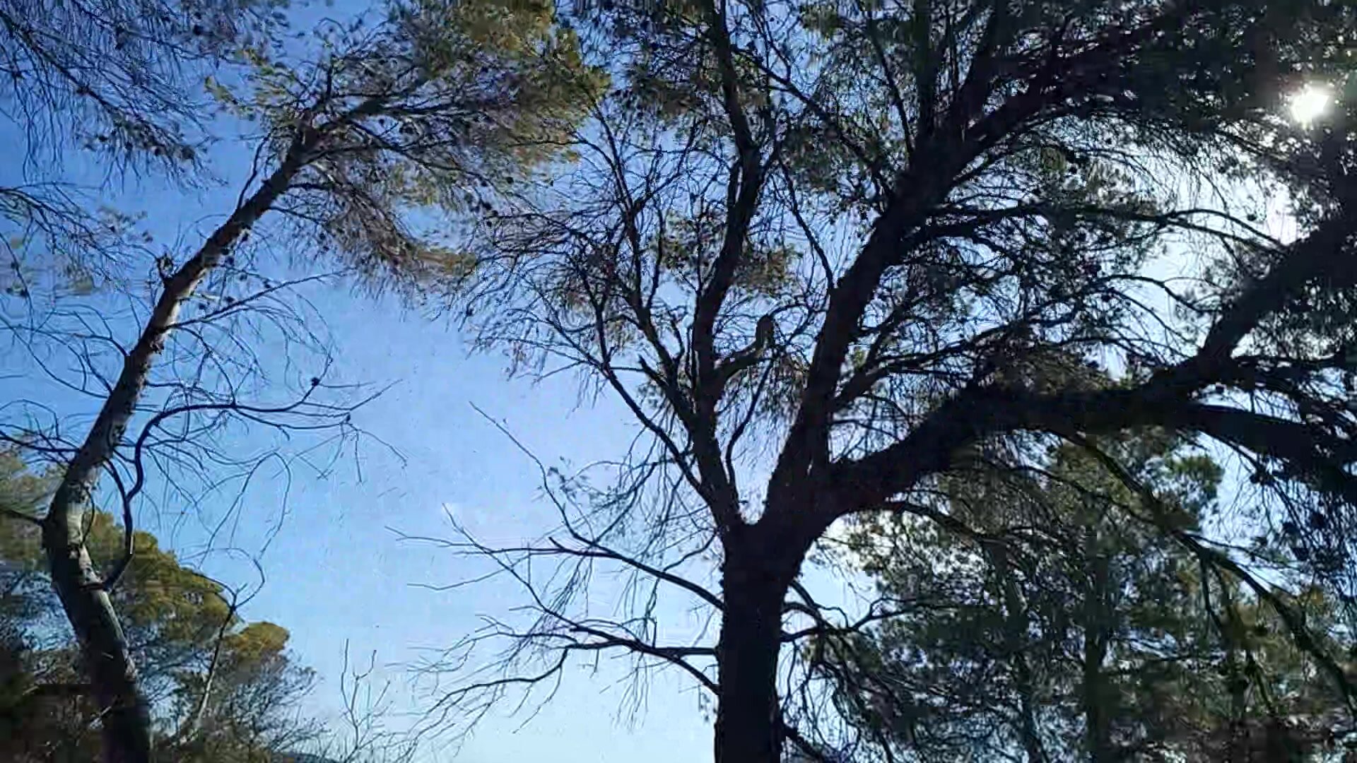 Boy wank in the forest - nudist