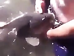 Live Fish Porn - Fish Videos Sorted By Their Popularity At The Straight Porn Directory -  ThisVid Tube