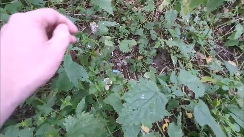 cruising-season-2024-with-a-lot-of-fucks-breedings - video 2