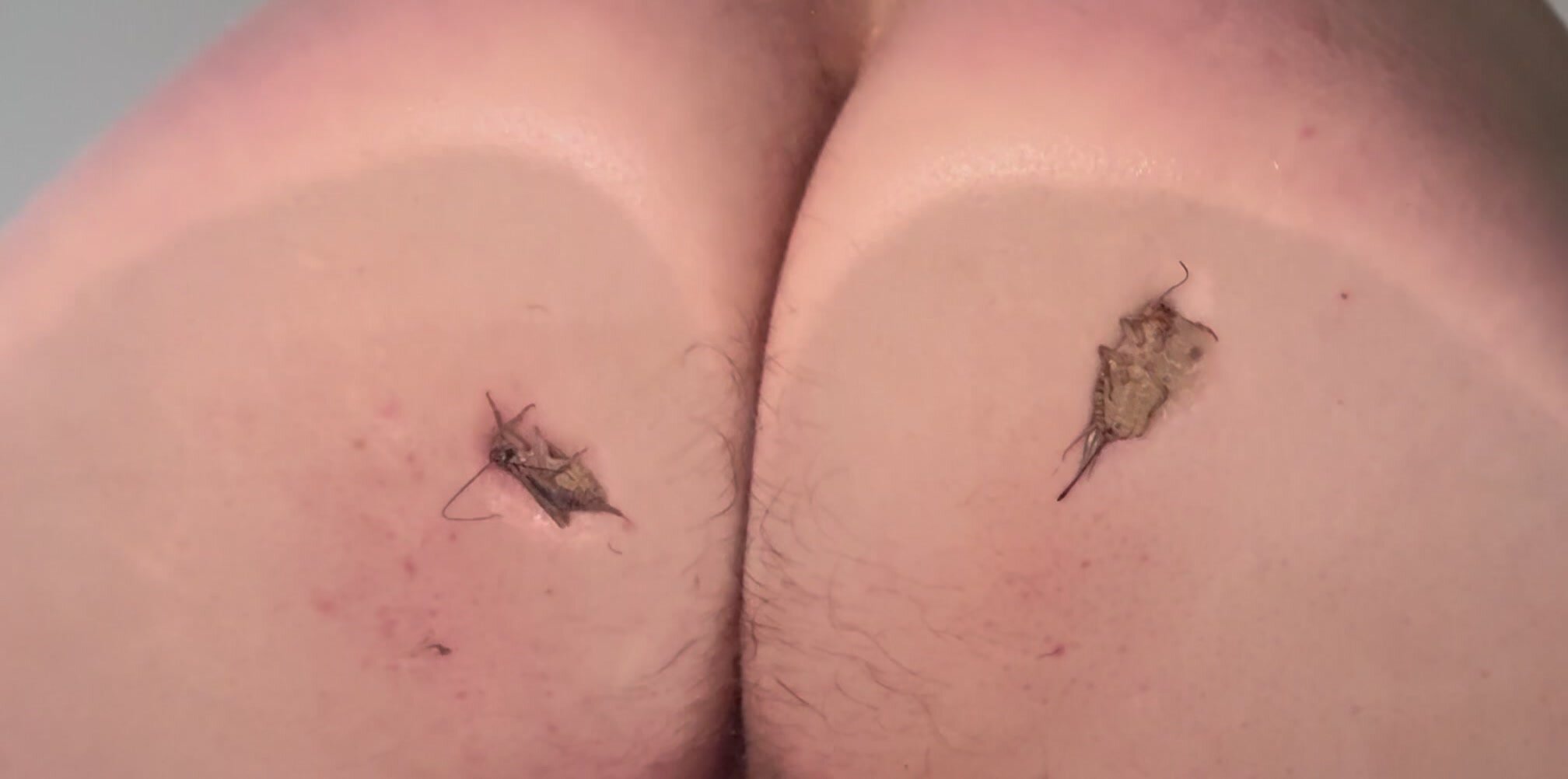 Bugs Buttcrush Underglass - ThisVid.com