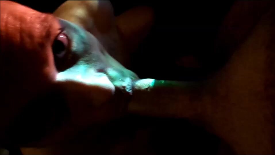Sucking a strangers cock