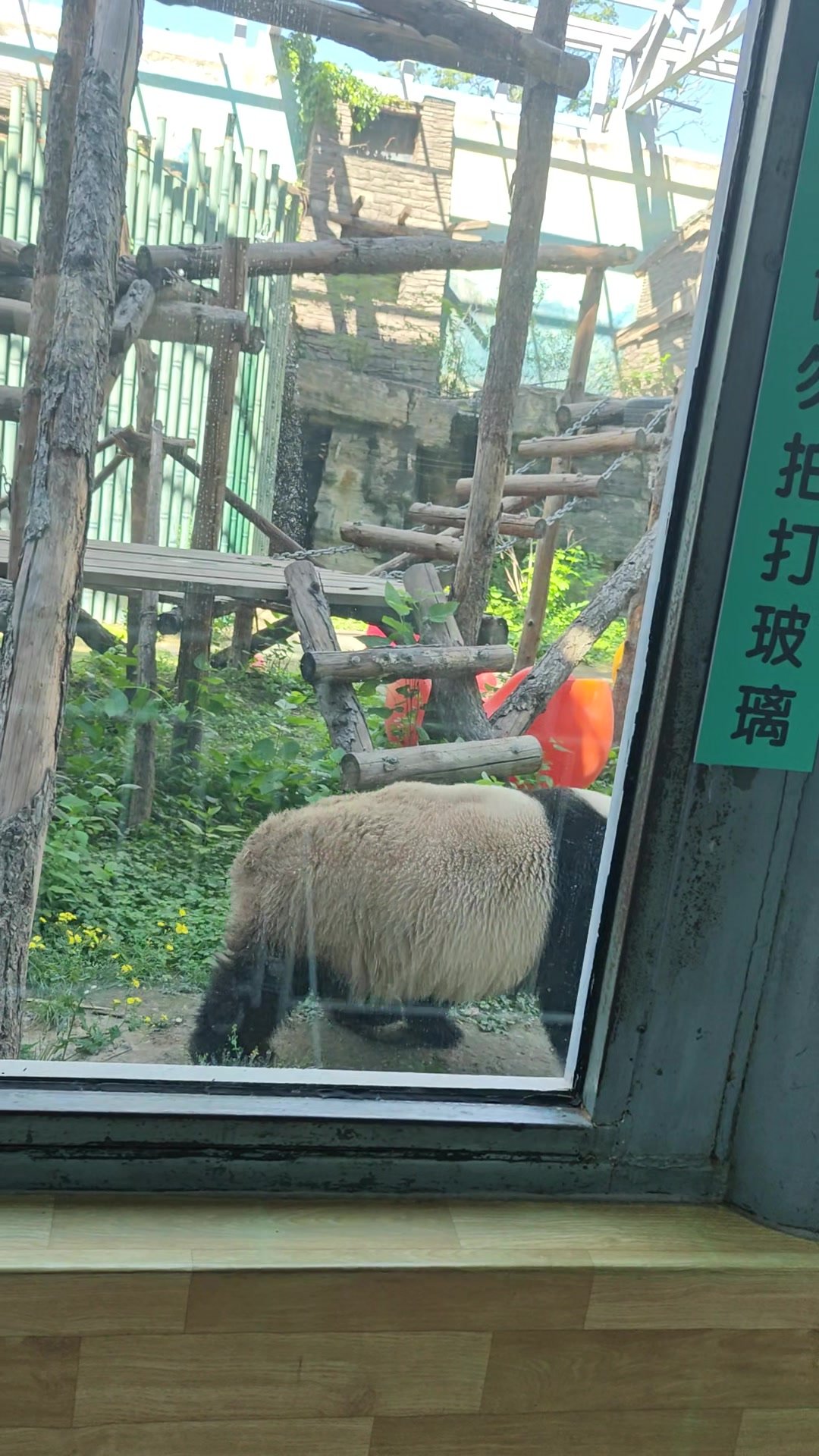 panda - video 3