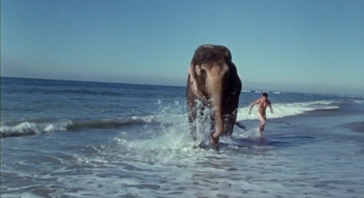 Boy and elephant