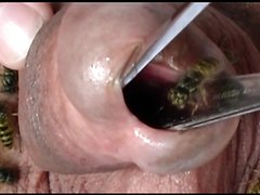 Porn video insect Torture insect