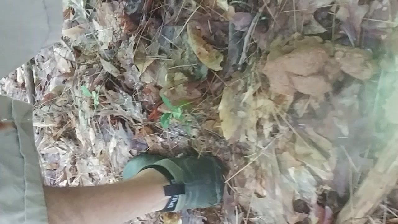 Me - Shitting in woods