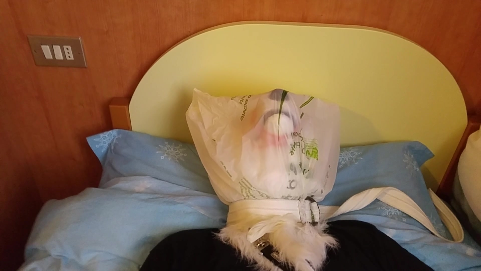 Bagged Fox on the Bed