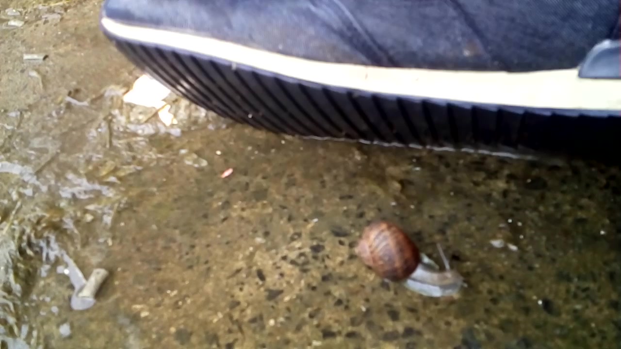 Quick snail crush stomp
