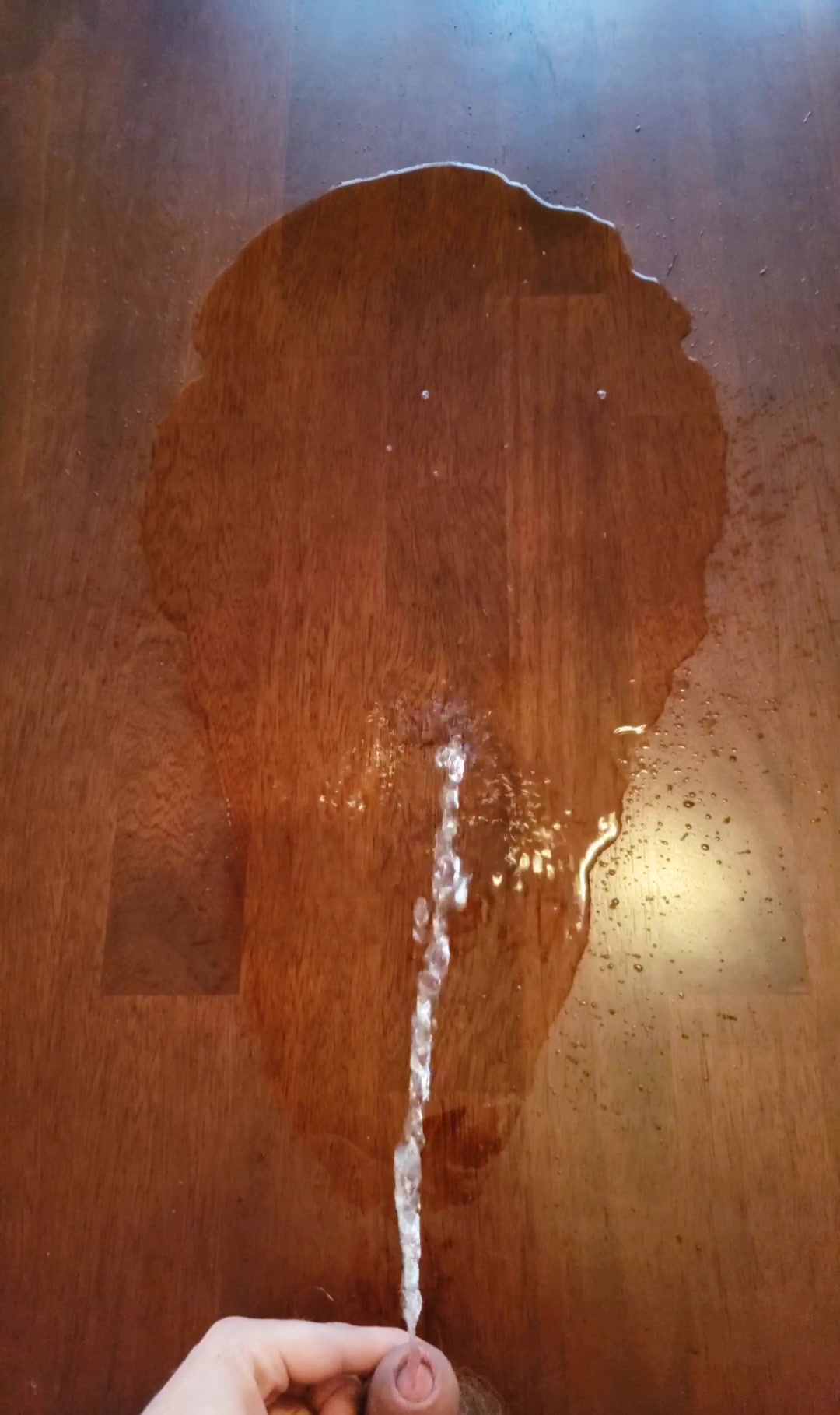 puddle piss on my kitchen table