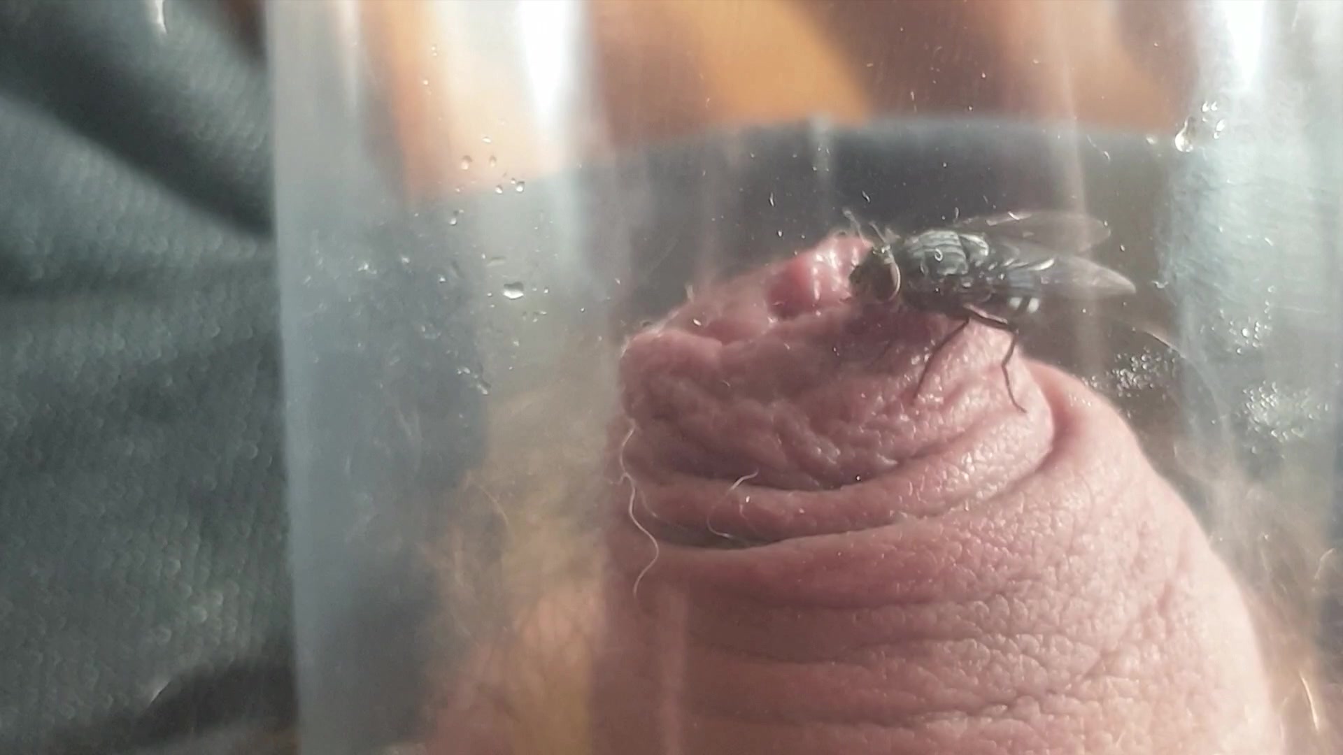 Flies eating from cock