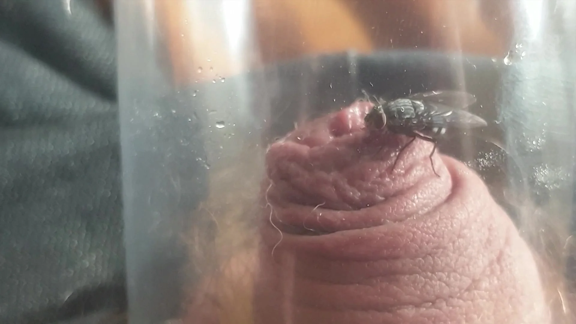 Flies Eating From Cock