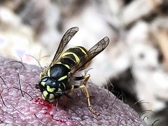 Wasp 3d Insect Porn - Videos By Tag > Insects - ThisVid Tube